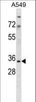 MRPS15 Antibody (aa124-153)