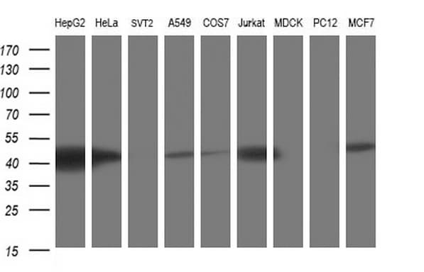 TXNDC5 / ERP46 Antibody (clone OTI2F6, Carrier-free)
