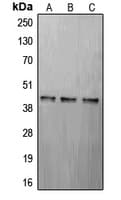 CREB1 / CREB Antibody (Internal)