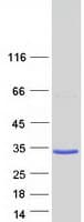 Human TMEM252 / C9orf71 Protein (Recombinant Myc-DDK (Flag))