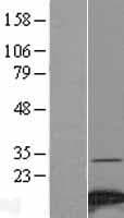 NDUFA4 Protein (Over-Expression Lysate Myc-DDK (Flag))