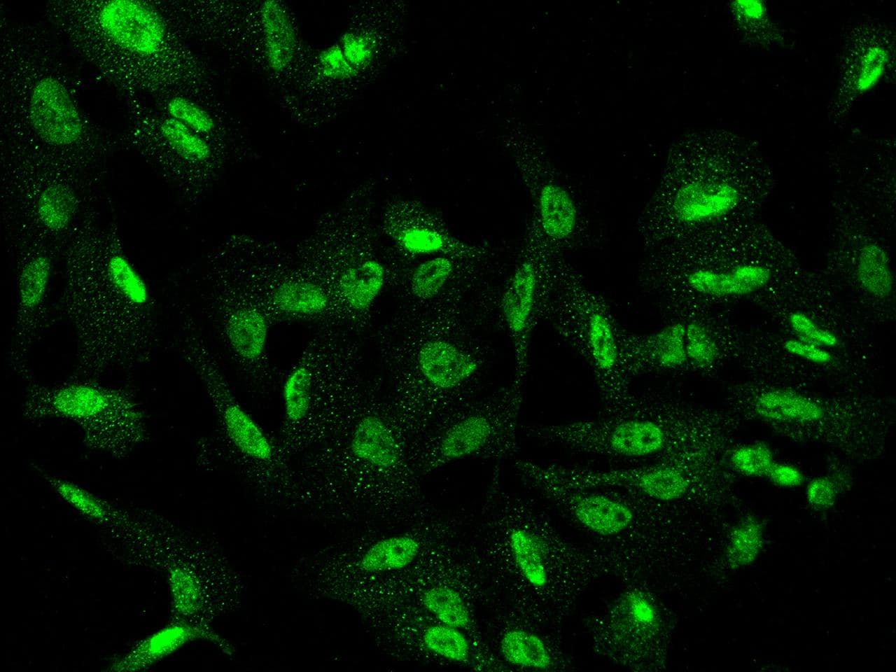 Polyclonal Rabbit anti-Human CWF19L1 Antibody (IF)