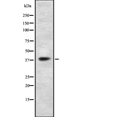 TAAR5 Antibody