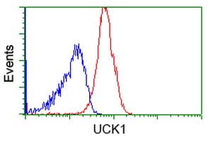 Monoclonal Mouse anti-Human UCK1 Antibody (clone OTI1A12, IF, WB)