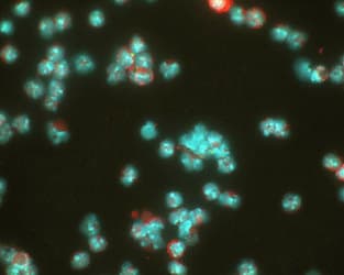 HIF1A / HIF1 Alpha Antibody (aa329-530, clone ESEE122, DY650)