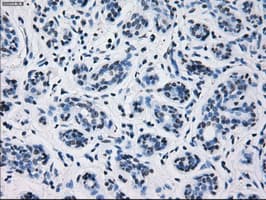 PRL / Prolactin Antibody (clone OTI6B1, Carrier-free)