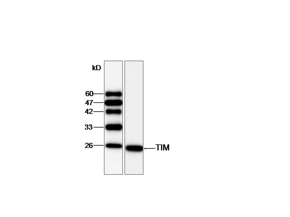 IHC-plus™ TPI1 / TPI Antibody