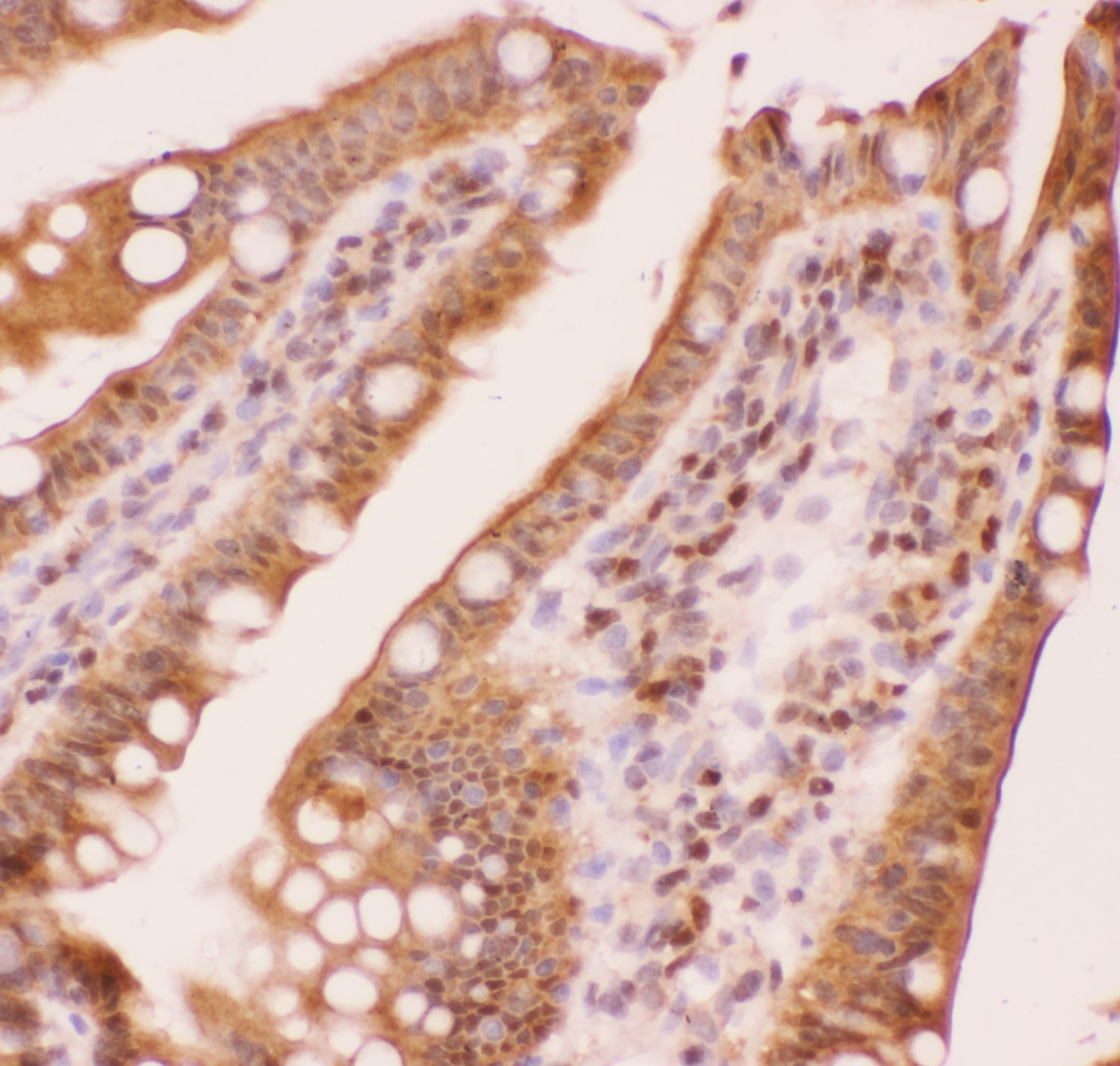 AML1 / RUNX1 Antibody (aa200-233)