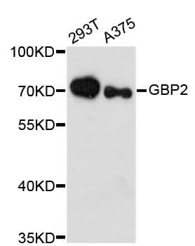 GBP2 Antibody