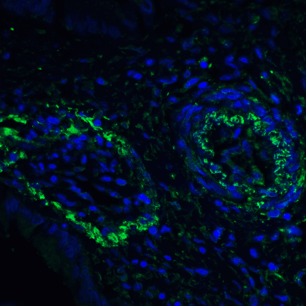 IHC-plus™ PD-L2 / PDCD1LG2 / CD273 Antibody (clone 4E10)