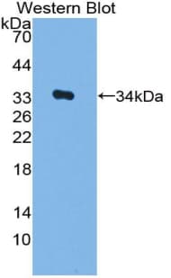MYB / c-Myb Antibody (aa35-291, FITC)