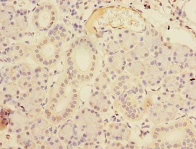 RTP4 / IFRG28 Antibody