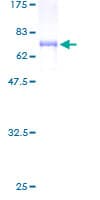 Human TUFT1 Protein (Recombinant GST)