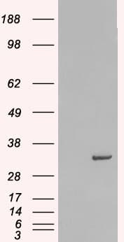 STX6 / Syntaxin 6 Antibody (aa112-122)
