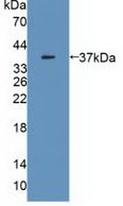 MDH / MDH2 Antibody (aa25-338, FITC)