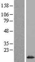SNRPE Protein (Over-Expression Lysate Myc-DDK (Flag))
