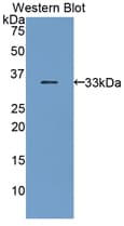 CD157 Antibody (aa28-282, FITC)