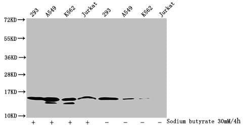 HIST1H2BN Antibody