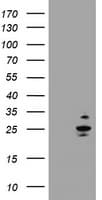 RAB37 Antibody (clone OTI2B1)