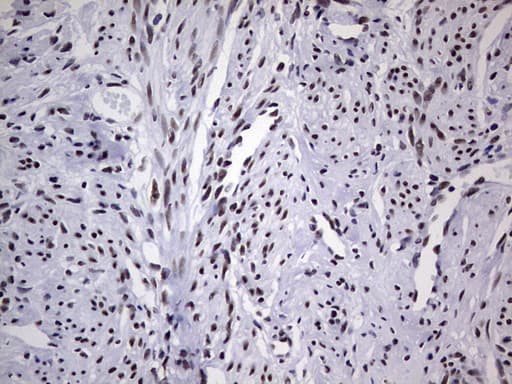 Monoclonal Mouse anti-Human PPP1R8 / Rnase E Antibody (clone OTI4E5, aa1-225, IHC, WB)