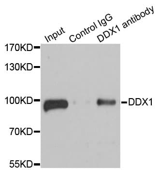 Polyclonal Rabbit anti-Human DDX1 Antibody (IHC, IF, WB)