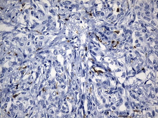 MSR1 / CD204 Antibody (aa197-451, clone UMAB247, Carrier-free)
