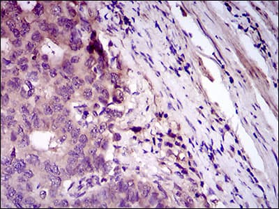 CD33 Antibody (aa15-237, clone 2C6B7)