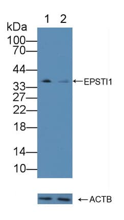 EPSTI1 Antibody (aa73-280)