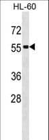 Polyclonal Rabbit anti-Human SEPT1 / Septin 1 Antibody (aa54-82, WB)
