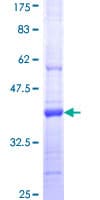 Human PCDHGA9 Protein (Recombinant GST, N-terminus)