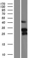 DHAND / HAND2 Protein (Over-Expression Lysate Myc-DDK (Flag))