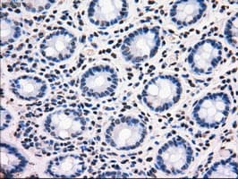 Monoclonal Mouse anti-Human MRI1 Antibody (clone OTI6G9, IHC, IF, WB)
