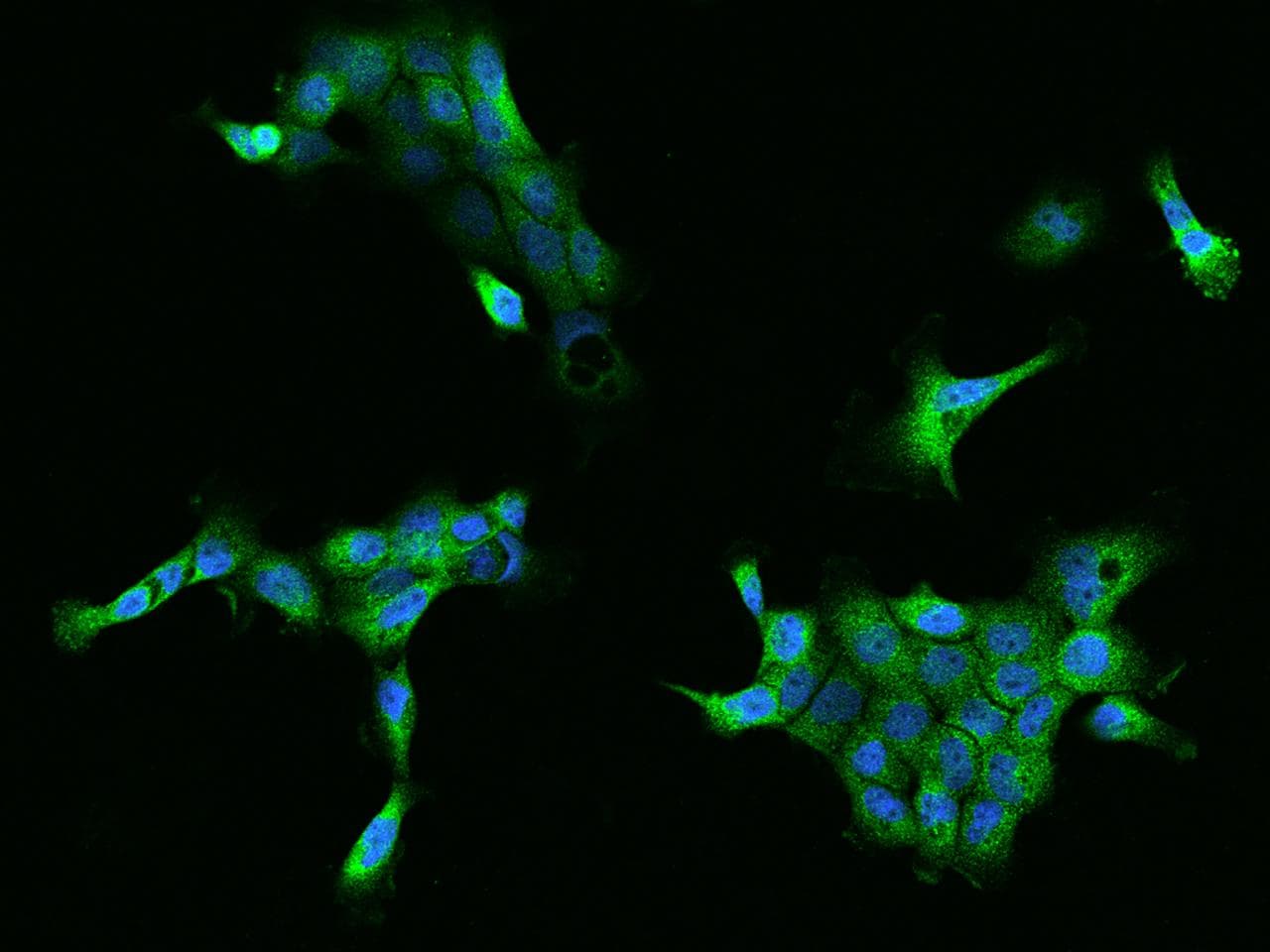 FKBP6 Antibody