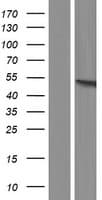 COPS2 / TRIP15 / ALIEN Protein (Over-Expression Lysate Myc-DDK (Flag))