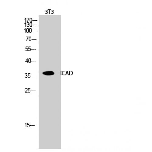 Polyclonal Rabbit anti-Human DFFA / ICAD / DFF45 Antibody (120-200 aa, Internal, IHC, IF, WB)