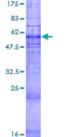Human GPR45 Protein (Recombinant GST)