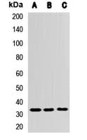 ZNF346 Antibody