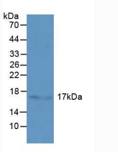 HSPB3 Antibody (aa1-150)