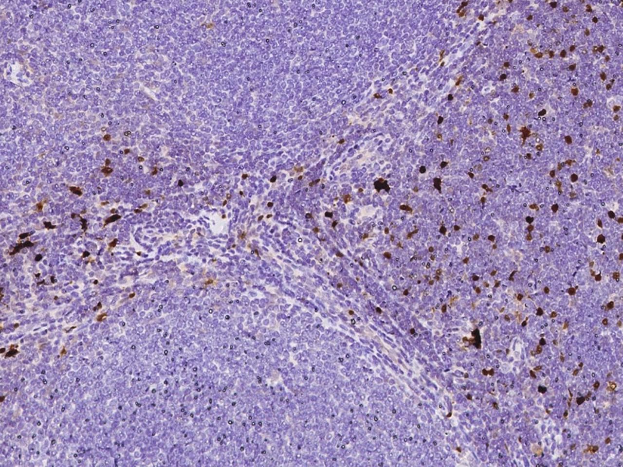 S100B / S100 Beta Antibody (clone 034, Preservative Free)