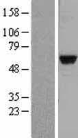 MATK Protein (Over-Expression Lysate Myc-DDK (Flag))