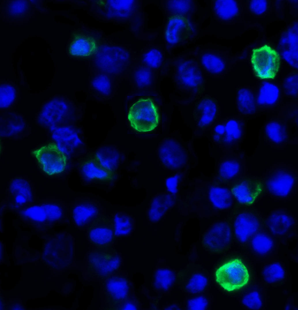 TIGIT Antibody (clone 4A11)