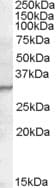 IHC-plus™ PGLYRP1 / PGRP Antibody (aa179-189)