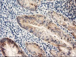 NAPE-PLD Antibody (clone OTI5F7)