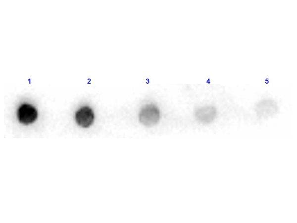 ARG1 / Arginase 1 Antibody (Lyophilized, HRP)