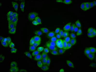Polyclonal Rabbit anti-Human KCNK9 / TASK3 Antibody (IF)