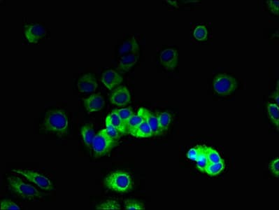 VN1R2 Antibody