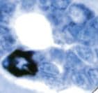 Mucin 2 / MUC2 Antibody (Ready-to-Use)