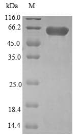 Human PLEKHF2 Protein (Recombinant GST, N-terminus)