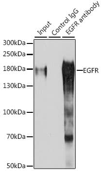 Polyclonal Rabbit anti-Human EGFR Antibody (IHC, IF, WB)