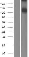ITIH5 Protein (Over-Expression Lysate Myc-DDK (Flag))